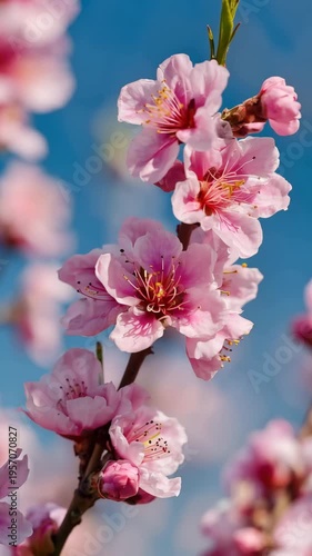 Vibrant Pink Blossoms on Branch Against Soft Blue Sky