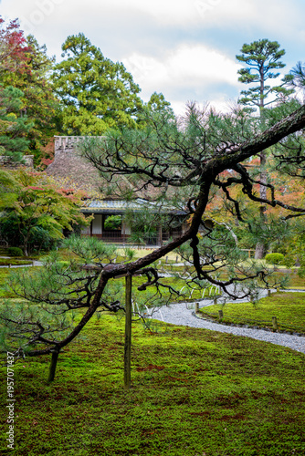 Asian Pine Tree Branch Supported by Wooden Pole in Yoshikien Garden Nara Japan