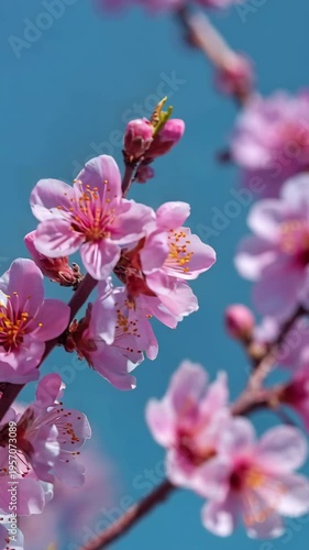 Vibrant Pink Blossoms on Branch Against Clear Blue Sky
