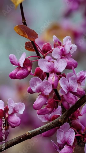 Vibrant Pink Blossoms on Branch Against Clear Blue Sky