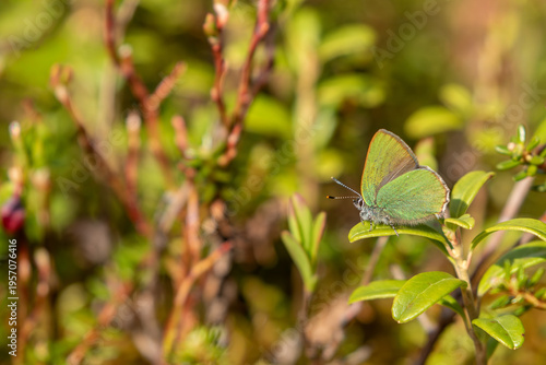 Green hairstreak butterfly (Callophrys rubi) perched on lingonberry leaf in spring in Northern Finland