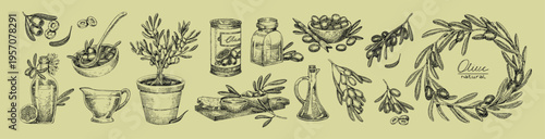 Vintage engraved olives set. Old sketches of branches of fruit tree with leaves. Bottles and pitchers of organic Italian and Greek oil. Healthy farm food. Hand drawn isolated vector illustrations