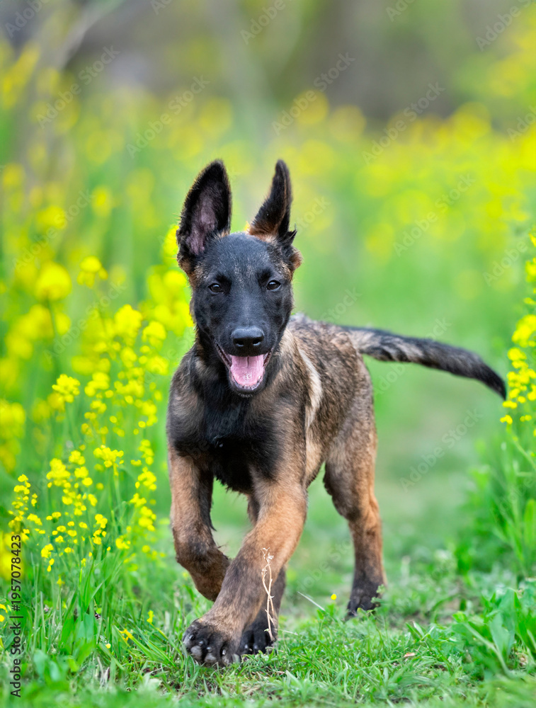 Fototapeta premium puppy belgian shepherd in nature