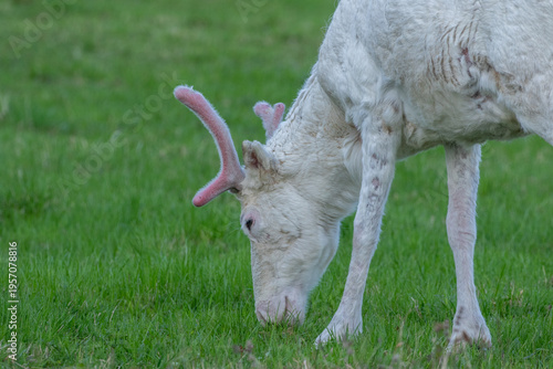 Photos Domestic reindeer with white fur feeding on the meadow on a late summer night in