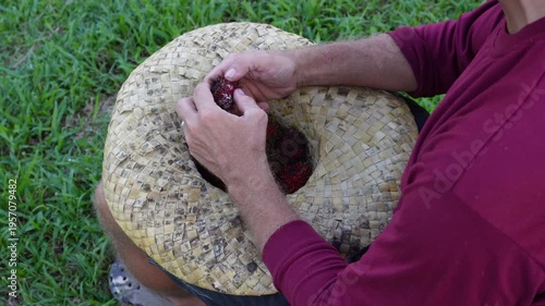 video of both hands opening rambutan from straw hat