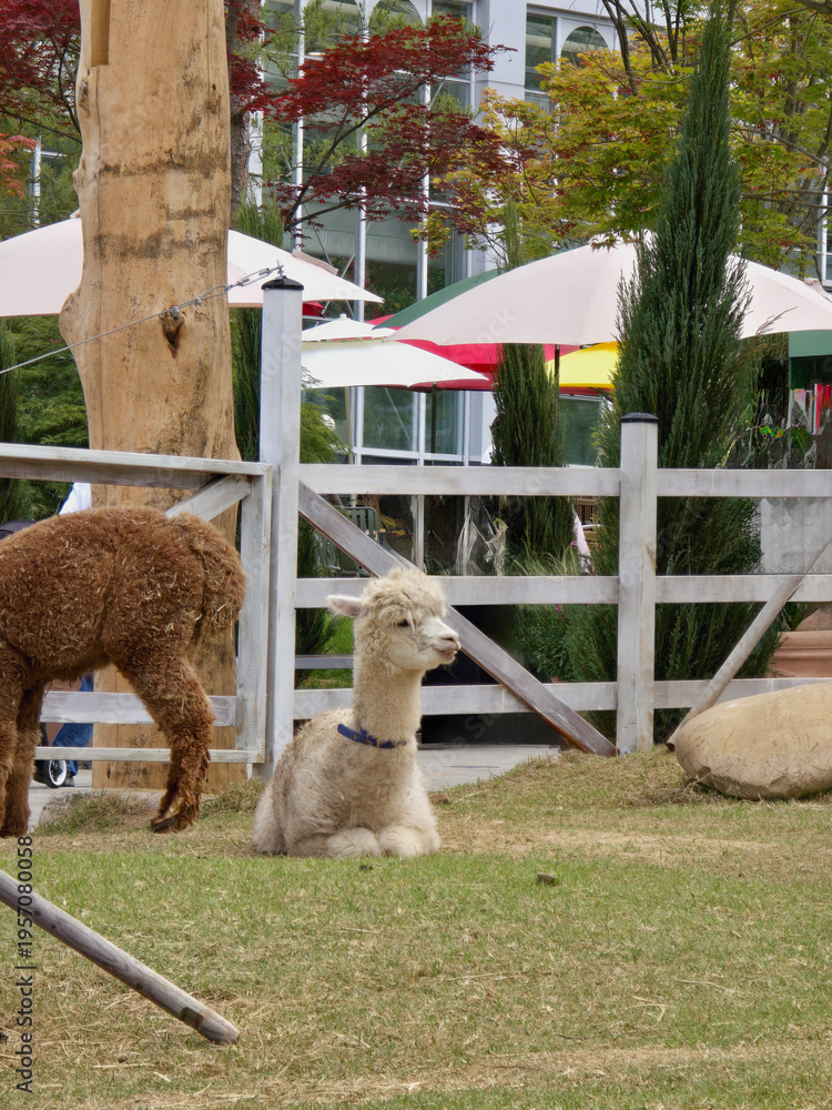 Fototapeta premium alpaca