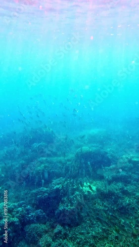 Silhouette of a school of fish swimming in the hazy plankton rich water with the sunlight barely shinning through the water surface giving it a surreal dreamy underwater scene. Dauin, Philippines