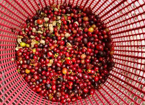 Fresh coffee bean in basket