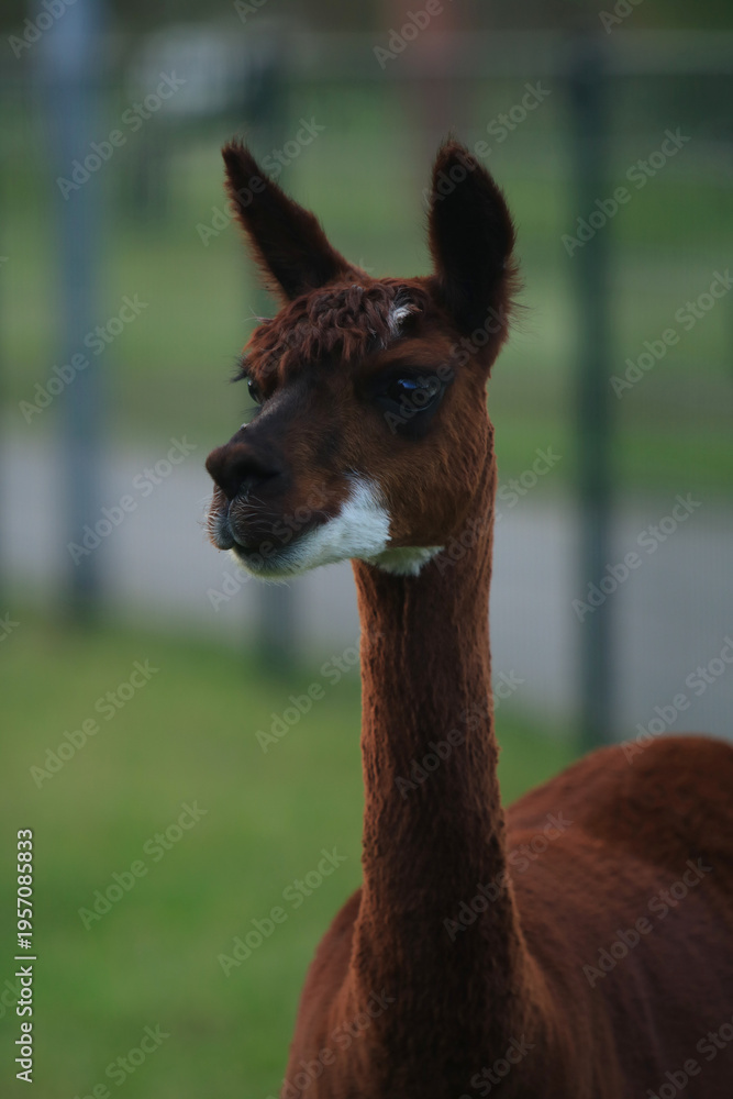 Fototapeta premium portrait of an alpaca