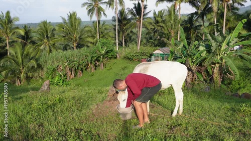 Man feeding a white cow
