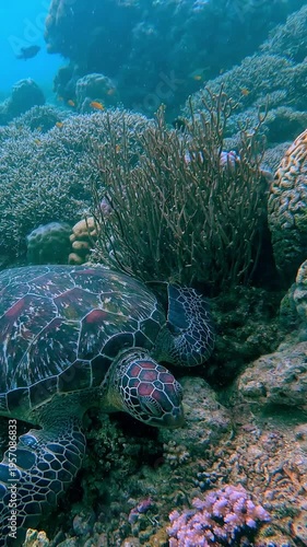 Candid snorkeling POV spotting a green sea turtle resting peacefully among dense brain coral, acropora, pocillopora and porites before revealing the expanse of marine reef ecosystem. Dauin, Philippine