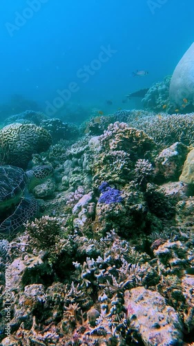 Dolly forward passing a green sea turtle resting peacefully among dense brain coral, acropora, pocillopora and porites before revealing the expanse of marine reef ecosystem. Dauin, Philippines