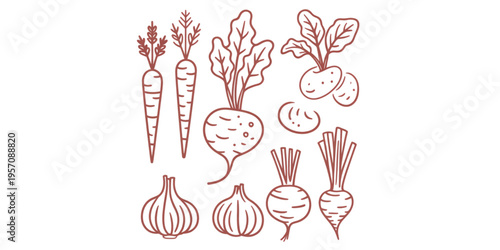 A collection of hand drawn outline illustrations featuring various root vegetables and garden crops Vector