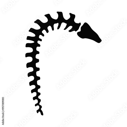 Spine Curved Anatomy Medical