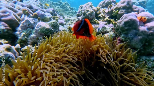A vivid dreamy underwater scene of a tomato clownfish (Amphiprion frenatus) guarding a colony of sea anemone in a display of territorial behavior. Dauin, Philippines