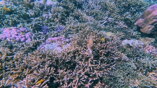 Snorkeling POV chasing a Blackspotted Puffer (Arothron nigropunctatus) across dense staghorn coral (Acropora cervicornis) and boulder coral (Orbicella) colonies creating a dreamy hypnotic scene