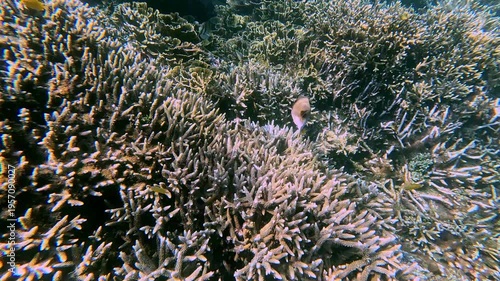 Candid snorkeling POV following a blackspotted puffer (Arothron nigropunctatus) navigating along dense staghorn coral (Acropora cervicornis) and boulder coral (Orbicella) in a thriving ecosystem