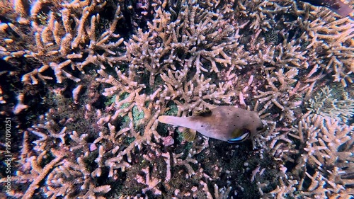 Candid tracking shot to a blackspotted puffer (arothron nigropunctatus) being cleaned by a bluestreak cleaner wrasse (labroides dimidiatus), swimming amidst dense coral reef. Apo Island, Philippines
