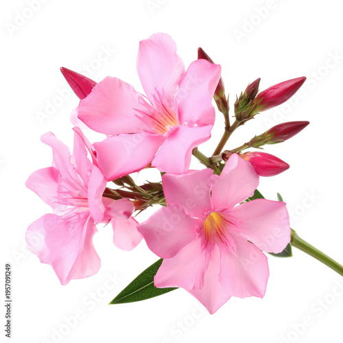 A beautiful macro closeup of a blooming pink rose with delicate petals and green leaves isolated on a white background captures the natural spring beauty of a garden flower in full bloom