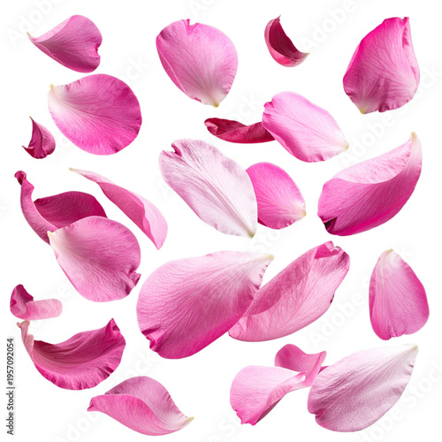 A fresh spring bouquet of pink and white rose petals and blossoms creates a beautiful floral display of nature in a garden