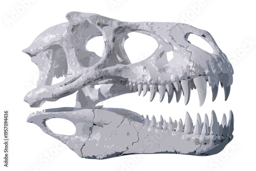 Human skull isolated on white background with bones and teeth.