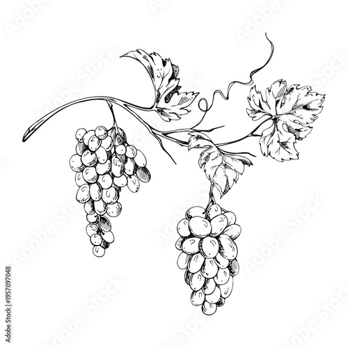 Natural grapevine with clustered grapes, tendril creeper curls and expressive foliage hand drawn in refined ink lines. Isolated vector illustration. Wine industry visuals, harvest festival design