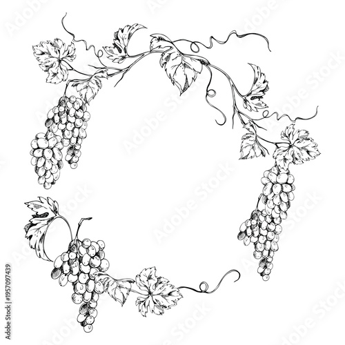 Circular grapevine wreath frame with flowing tendrils, leaves and ripe grapes hand drawn in fine ink lines. Vector botanical illustration. Winery logos, drink labels, degustation event invitations.