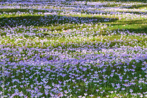 Krokusse, Krokuswiese, Crocus, Frühblüher