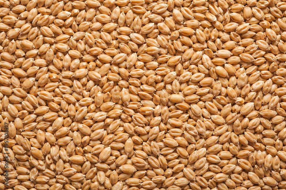 Fototapeta premium Wheat Grain Texture Background, Golden Wheat Kernels Close Up, Agriculture Pattern