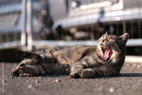 Funny cat is lying outside and yawns. Horizontal image with selective focus.