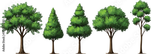 Collection of green deciduous and coniferous tree vector illustrations with various foliage shapes and realistic textures isolated on white background for landscape design elements