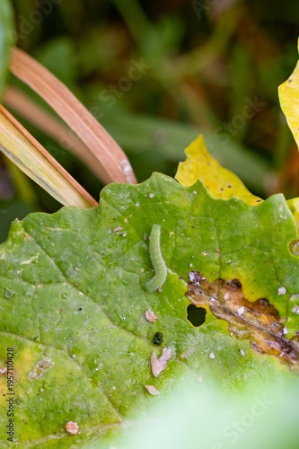 Photography Green caterpillar of a butterfly on a green leaf