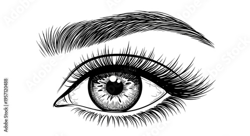 Realistic Eye Drawing – Detailed Eyelash Eyebrow Sketch Vector Illustration