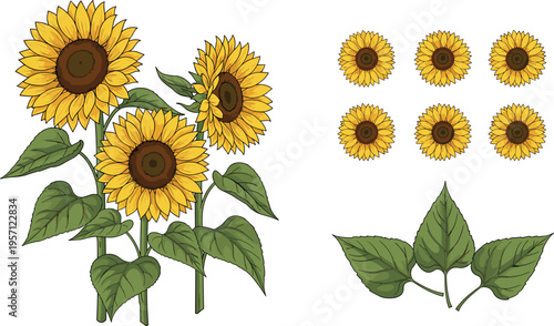Sunflower elements set. Blooming sunflowers, flower heads and green leaves in botanical style. Floral collection isolated on white background.