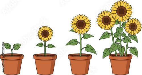 Sunflower growth stages in pots. Plant life cycle from sprout to blooming flower. Botanical illustration isolated on white background.