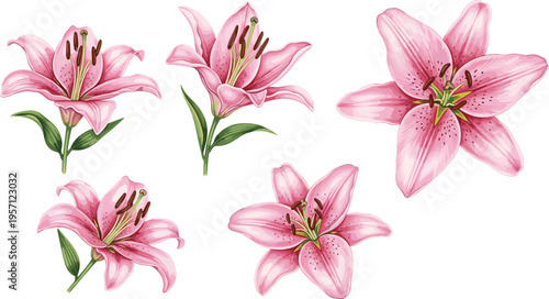 Pink lily flowers set in different angles. Blooming stargazer lilies with detailed petals and leaves. Botanical floral illustration isolated on white background.