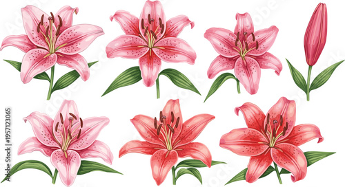 Pink and red lily flowers set. Blooming stargazer lilies with buds and green leaves. Botanical floral illustration isolated on white background.