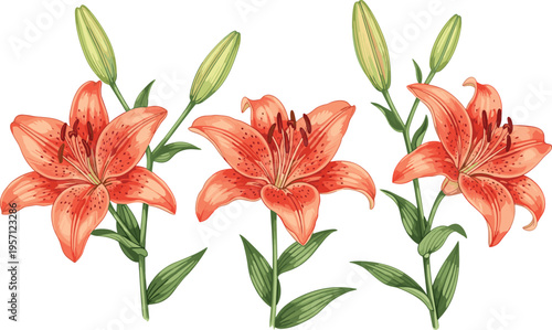 Orange lily flowers set. Blooming tiger lilies with buds and green leaves in realistic botanical style. Floral illustration isolated on white background.
