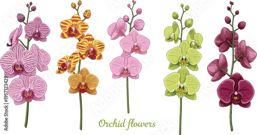 Orchid flowers collection in various colors. Blooming tropical orchids with detailed petals and green stems. Botanical floral set isolated on white background.