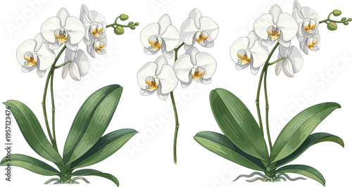 White orchid flowers set. Elegant blooming orchids with green leaves in realistic botanical style. Tropical plant illustration isolated on white background.