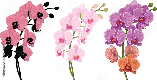 Orchid flowers set in various styles. Colorful blooming orchids with flat, realistic and decorative designs. Tropical floral collection isolated on white background.