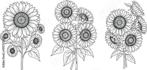 Sunflower bouquet outline vector set. Hand drawn floral compositions with multiple flowers. Black and white botanical line art for coloring, engraving, and decorative design.