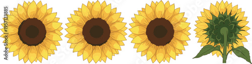 Sunflower front and back view set. Blooming yellow sunflowers with detailed petals and rear side. Botanical illustration isolated on white background.