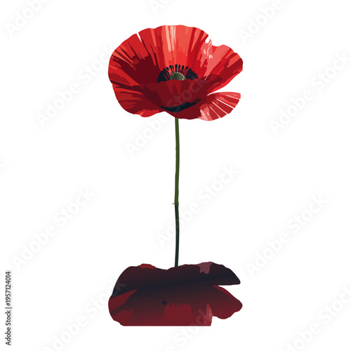 Blooming Red Poppy Flower