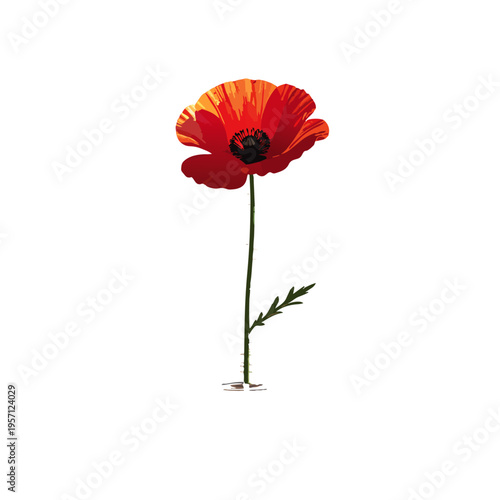 Minimalist Botanical Illustration Of A Red Papaver Rhoeas