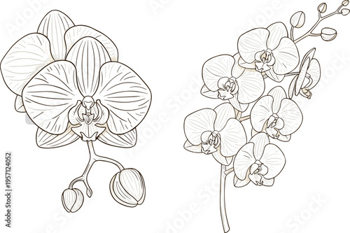 Orchid flower outline collection in soft tones. Elegant blooming orchids with buds and branches. Minimal botanical illustration isolated on white background.
