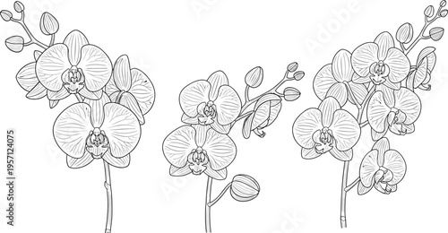 Orchid branch line art set. Hand drawn blooming orchids with buds and stems. Botanical outline illustration isolated on white background.