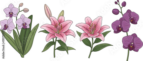 Orchid and lily flowers set. Blooming purple orchids and pink lilies with green leaves. Botanical floral illustration isolated on white background.
