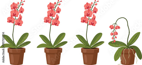 Orchid plant care stages set. Healthy blooming orchids and wilted flower in pot. Botanical illustration showing plant condition isolated on white background.