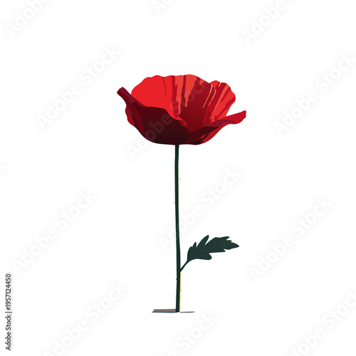 Single Vibrant Red Poppy
